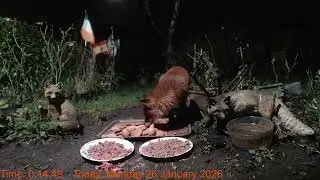 Foxheaven Dublin Ireland Livestream