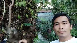 plant Miracle berry magic fruit bonsai Kain tayo ng bunga at Surinam cherry &hearts;️🥰🍒🌳🌞