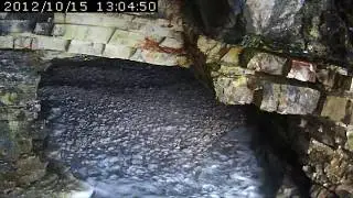 Foca monaca in grotta, controllo Istria