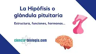 La hip&oacute;fisis o gl&aacute;ndula pituitaria: definici&oacute;n, estructura, funciones y hormonas