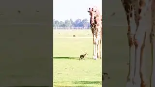 baby deer playing with giraffe | amazing moment | #animals