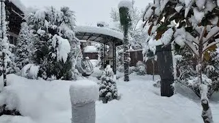 Вечнозеленый сад погрузился в зиму