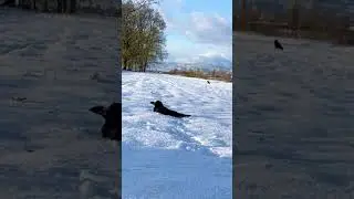 Crow's Snow Bathing Extravaganza: A Recipe for Cuteness! ❄️🛁🐦&zwj;⬛ #crow #peacefulmind #shorts