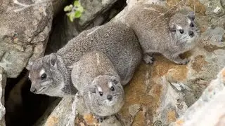 Dziwniejszy zew g&oacute;ralka skalnego (Dassie)