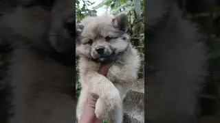 Pomeranian puppies available |lowest price|And best&nbsp;quality| #pets  #petlover #smalldogbreed
