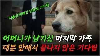어머니가 남기신 마지막 가족, 대문 앞에서 끝나지 않은 기다림을 보았습니다#시니어이야기 #중장년생활 #반려동물 #가족이야기 #일상