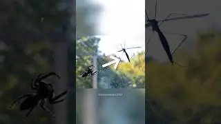 Его боятся зря. Карамора