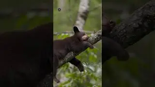 Top 10 Mind Blowing Facts About Animals 🦢🤯 | Crazy Animals | Amazing Facts in Hindi