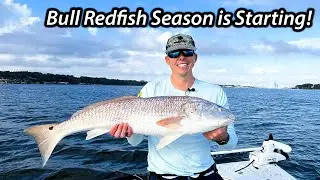 Bull Redfishing in the St. Johns River