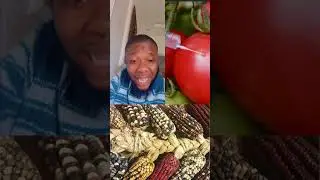GMO food