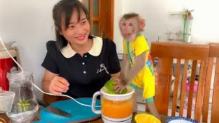 Monkey Puka learns how to squeeze orange juice from Mom