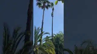 Cutting palm trees