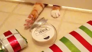 How Cats Help Wrap Presents!