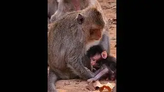 So adorable wildlife baby monkey, nice baby #animallife #babymonkeys #monkeysr #babymonkey