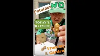 Harvesting my POT GROWN POTATOES!