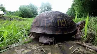 Resident Turtle