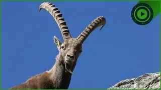 Ibex: The King of the Alps