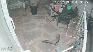Gray Fox with Quarry