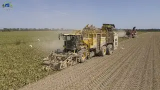 XL Beet Harvest | *NEW* Ropa Tiger 6S + Homer TerraDos T4.40 | Massignani Team