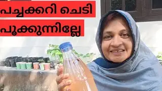പച്ചക്കറി ചെടി പൂക്കുന്നില്ലേ,ഇതൊന്ന് try ചെയ്തോളൂ 😊 #tips #fertilizer 