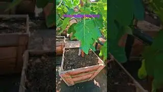 2025, one of  Houston many nurseries ,look at the large potted figs they have