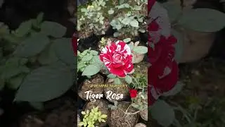 Hybrid tiger rose plant🌹🌹 Prempal nursery (cheap price)#prempalnursery #rose