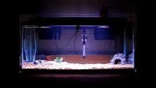 Red tail shark AGGRESSIVE