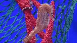 zeepaardjes @ Sea Life Blankenberge