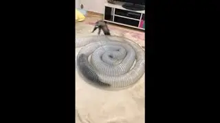 Ferrets Playing Around a Pipe Going in an Out of It Then Running to TV Table