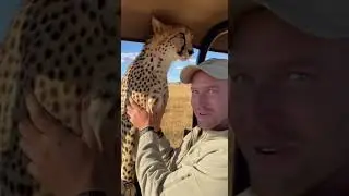 Cheetah Jumps In Jeep&hellip; Then Lets Him Hold Her Like a Kitten 🐆❤️