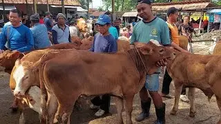 SAPI PEDETAN DI HARGA 13 JUTAAN PASAR WIROSARI GROBOGAN NOVEMBER 2025
