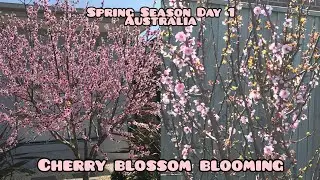 First Day of Spring| Cherry blossom blooming| Spring in Melbourne| Vlog| Indian vlogger in Australia