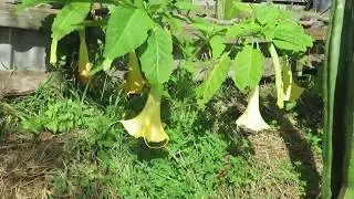 Brugmansia suaveolens from cuttings, flowers