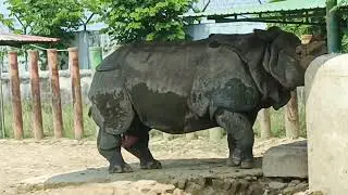गोरखपुर में अद्भुत जानवर #niceanimal #youtubeshorts #2026 #biganimal