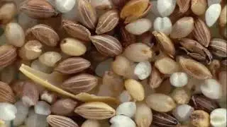 Health benefits of Fonio