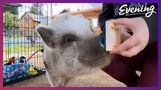 Painting pig makes works of art! 🖌️🎨