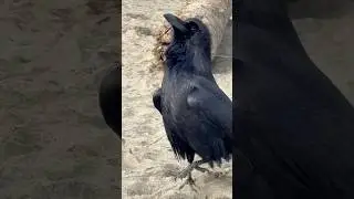 Ravens Ocean Beach #raven #corvids #birds #oceanbeach #sanfrancisco #nature #beach #urbanwildlife