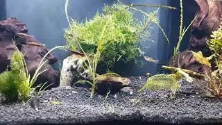 Обновление Fluval Flex 32.5. 27 января 2019 г.