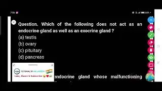Which of the following does not act as an endocrine gland as well as an exocrine gland ?