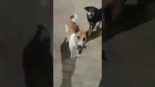 खुशी 😊🐕#doglove #humanity #trendingshorts #helpdogs #likeandsubscribe #zsecurity