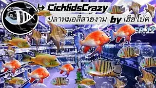 Cichlids​Crazy ปลาหมอสีสวยงาม​ by. เฮียโบ๊ต 🐟Ep.12