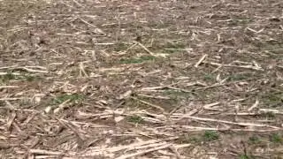 Tips for spring burndown