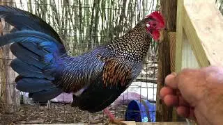 Grey Jungle Fowl fed by hand.