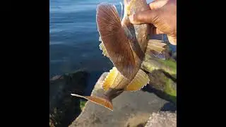 Catching Lots Of Sea Robins!
