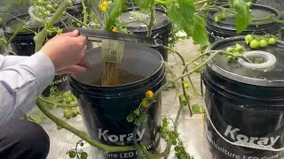 How to Hydroponic Tomatoes at Home, Indoor Hydroponic tomatoes / Easy DIY Hydroponics
