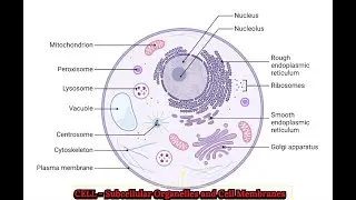 THE CELL &ndash; Subcellular Organelles & Cell Membranes | Structure, Functions & Biochemistry 🔬