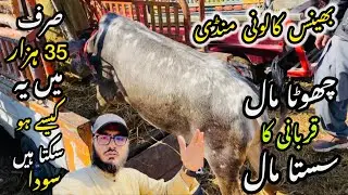 Bhains Colony Mandi Karachi Cattle Rates Update❤️ || 29 January 2026 || Cow Mandi 2026 💫
