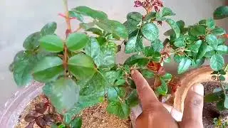 Small Rose Plant care & FertilizerWhich fertilizer is good for rose plant