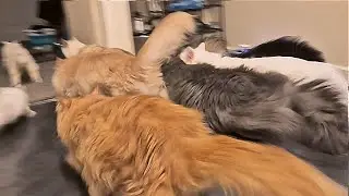 Multi-Cats Stampede! 