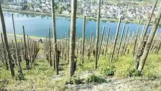 Wine plantation.